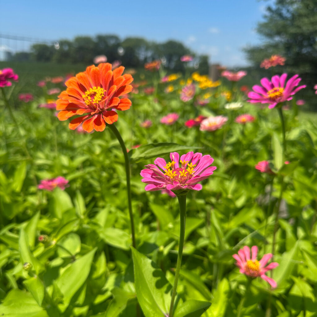 Flower-Farm-Content-Creation_Plaski-Advertising